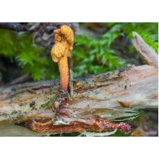 Мицелий Кордицепса изменчивого (Cordyceps variabilis)